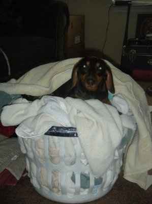 Furbabies!!! Lets show them off!