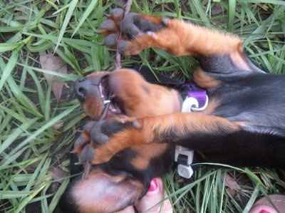 Furbabies!!! Lets show them off!