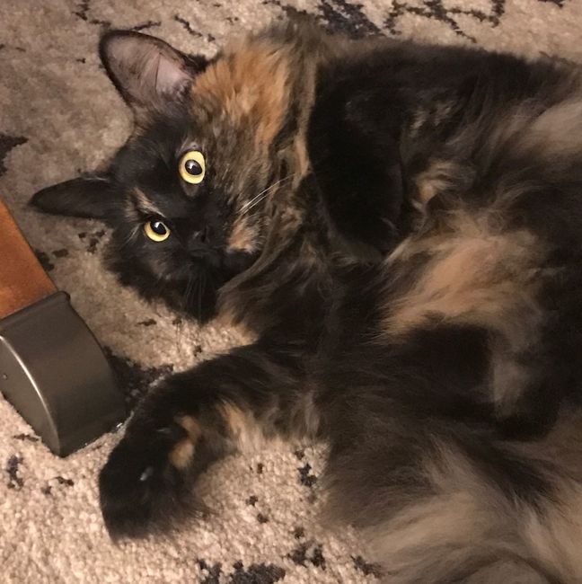 Show me your fur babies!