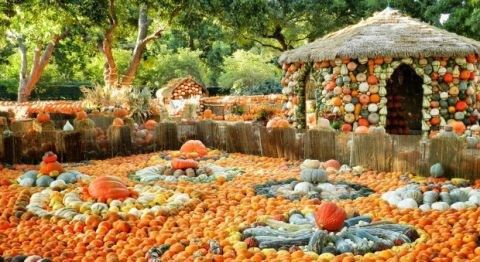 Venue Pumpkin Patch!