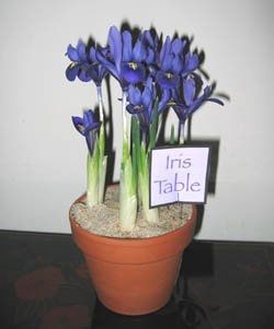 inspiration for table centrepieces?