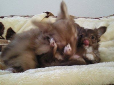 SBR: Meet my Fur-babies, lets see yours too