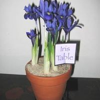 inspiration for table centrepieces?