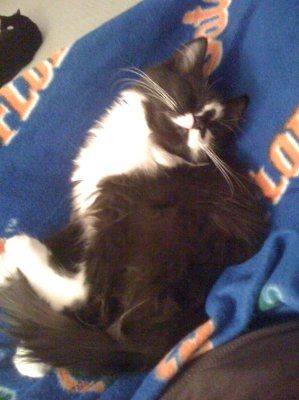 NWR... my cats.. do you have any pets?