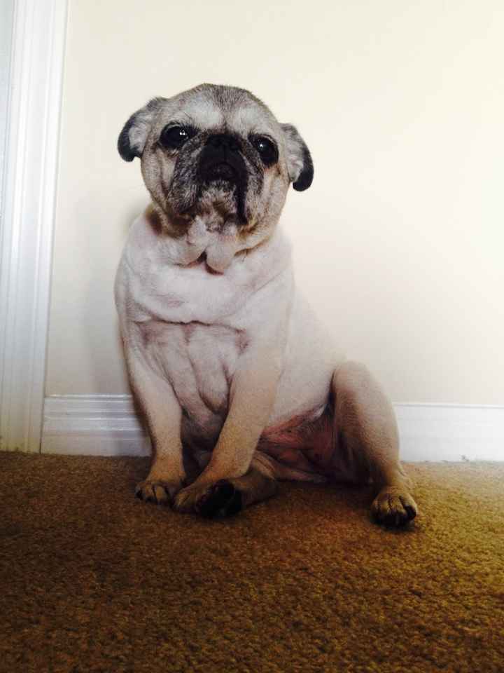 NWR - Memorial for a pet