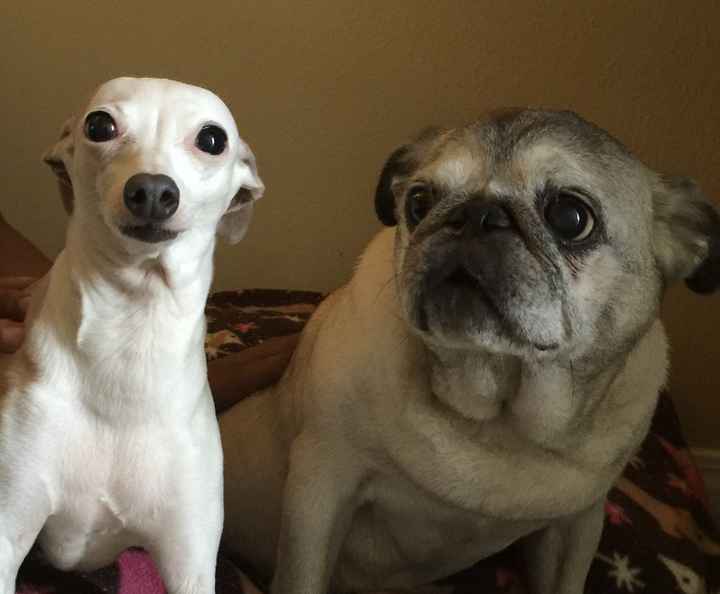 NWR - Memorial for a pet