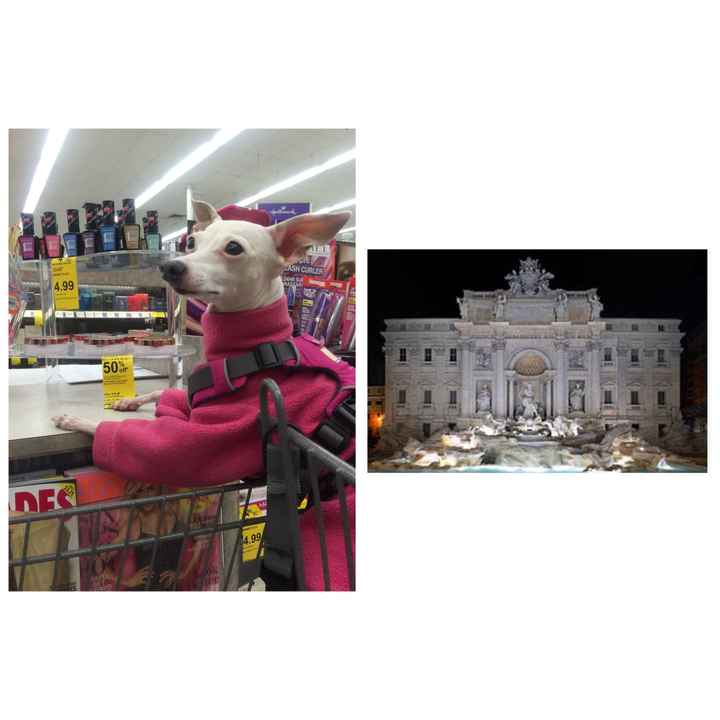 NWR: Pet Owners...Can we play a fun game? :D