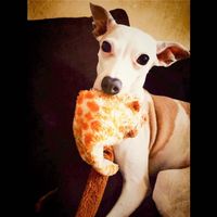 NWR: Show me your pups!