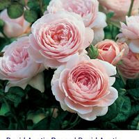 So ...which would you rather? ?