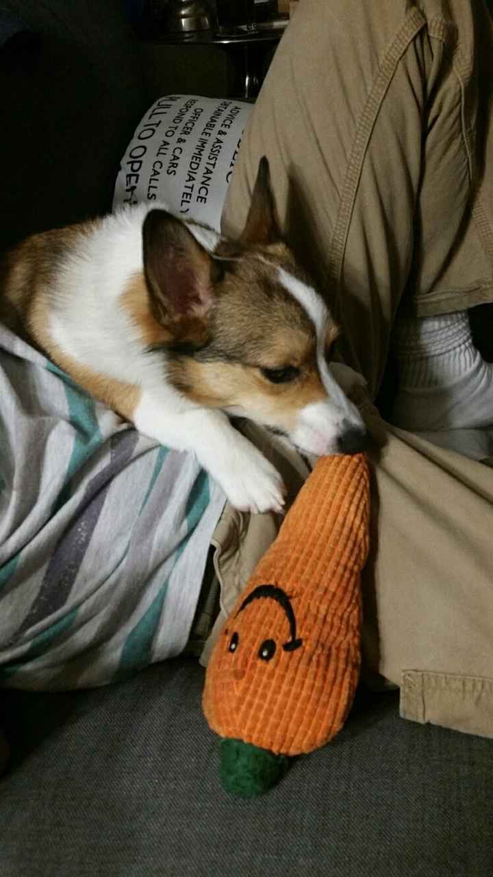 NWR: My pup thinks she's people. She's right. Show me your "people pups!"