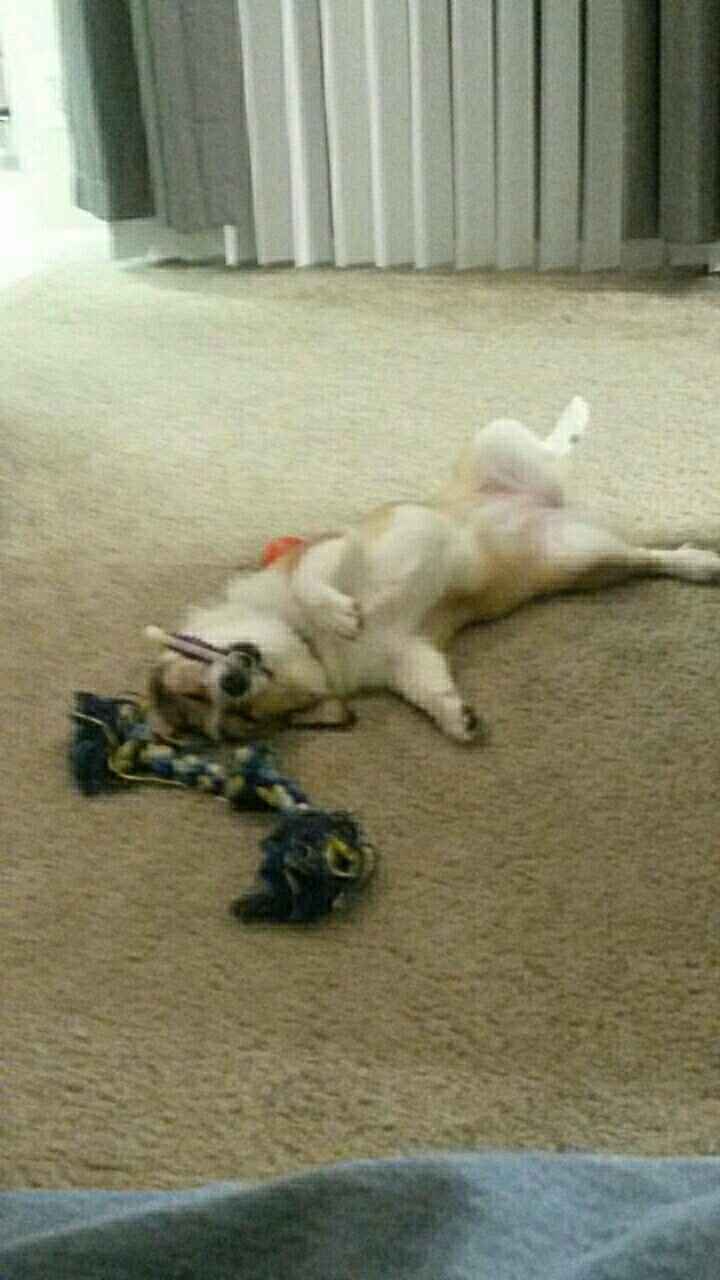 NWR- let's talk dogs!