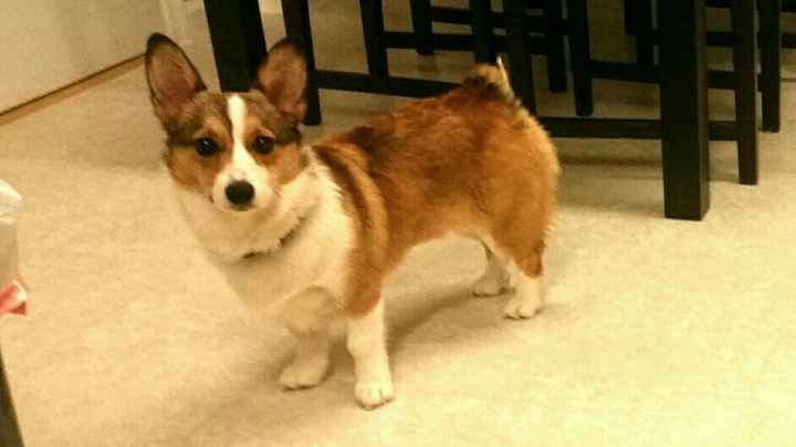 NWR- and puppy makes 4!