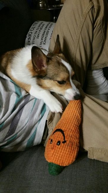 NWR: My pup thinks she's people. She's right. Show me your "people pups!"