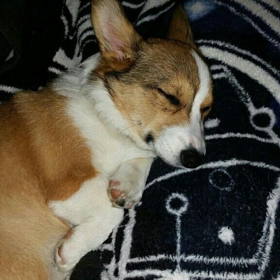 Fur Kids