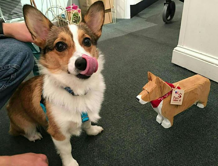 NWR: Furbaby!