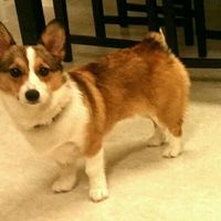 NWR- and puppy makes 4!