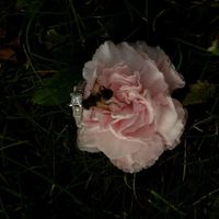 yay!!! my ring is back (art-sy pic) show me yours