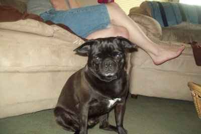 Ode to dogs