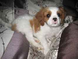 Need cheering up. Show me your puppies!