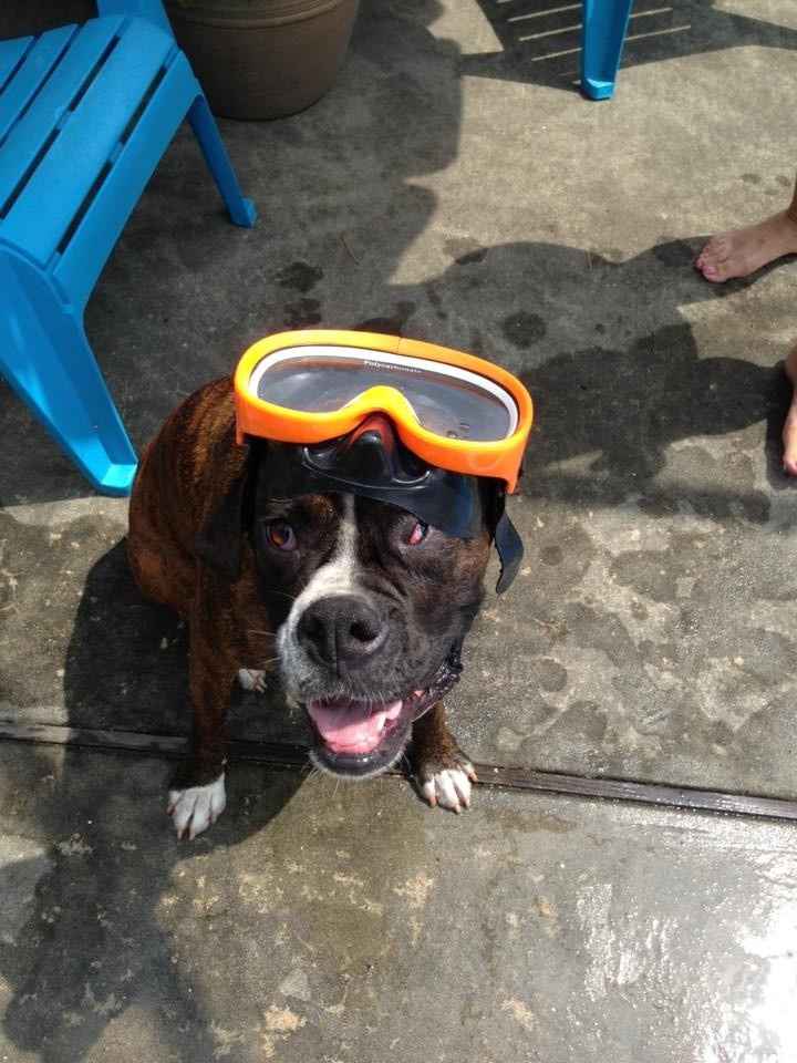 Need cheering up. Show me your puppies!