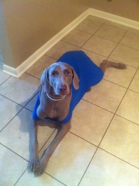 Need cheering up. Show me your puppies!