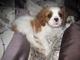 Need cheering up. Show me your puppies!