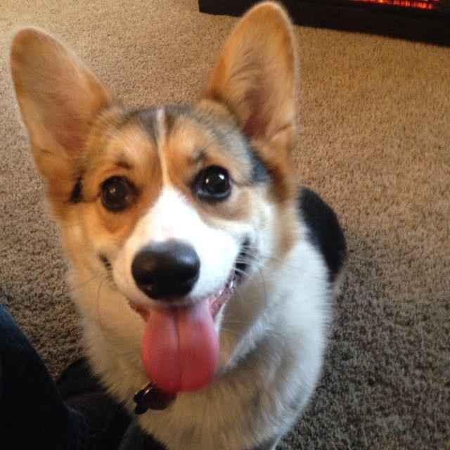 Show me your fur babies!