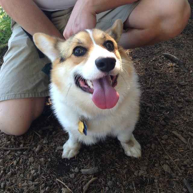 NWR- let's talk dogs!