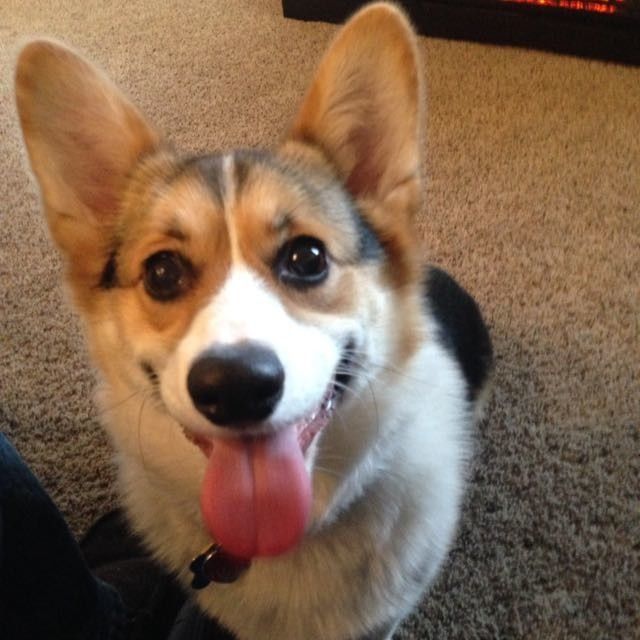 Show me your fur babies!