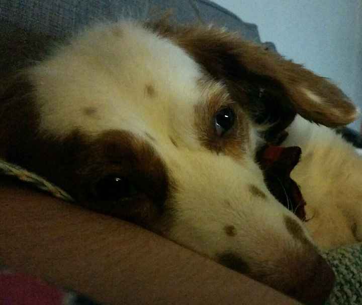 Nwr: my pup