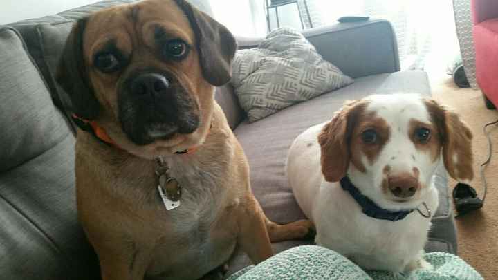 Thoughts on dogs in the wedding?