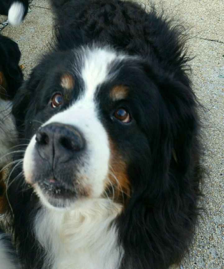 Nwr: my pup
