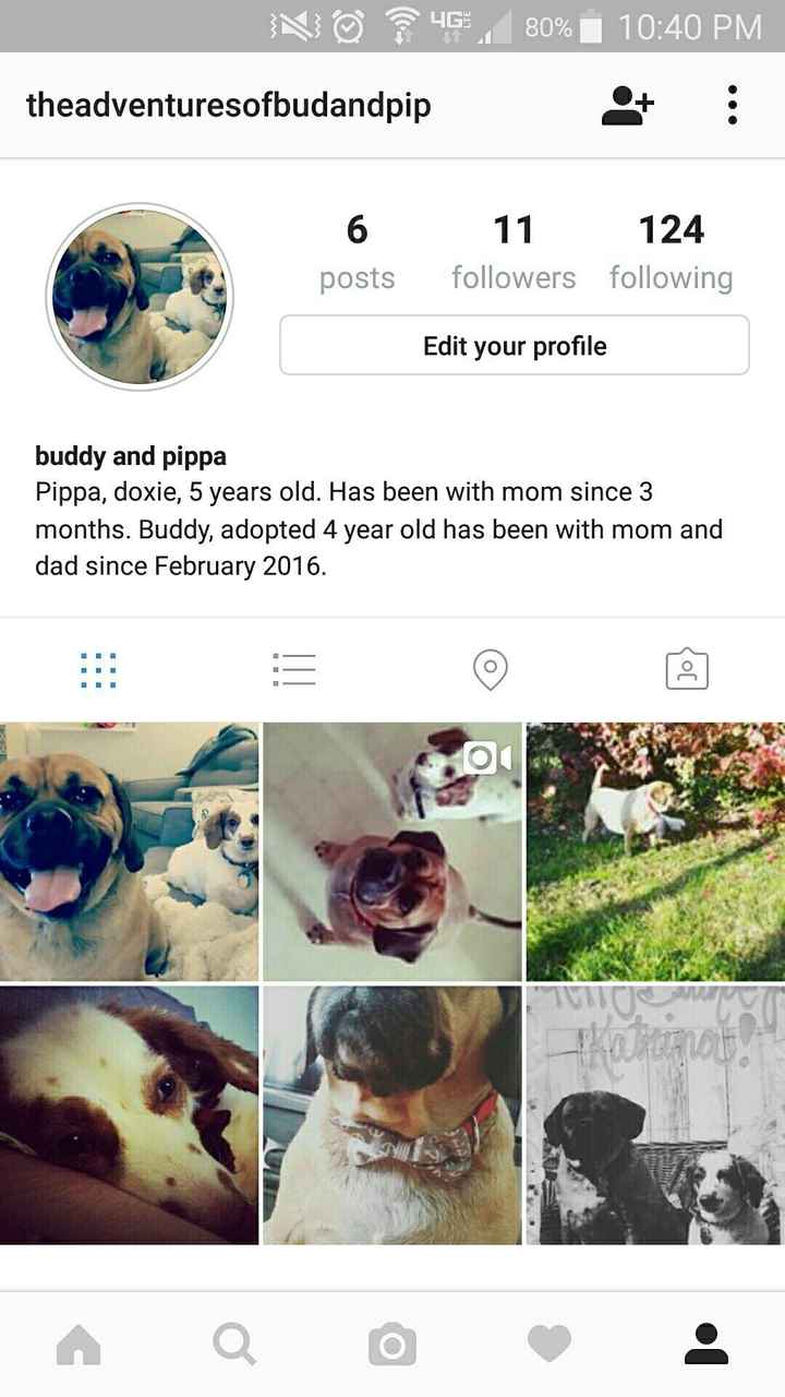 Nwr: instagram for your pet?