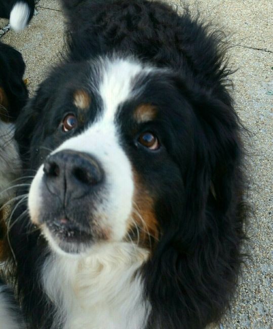 Nwr: my pup