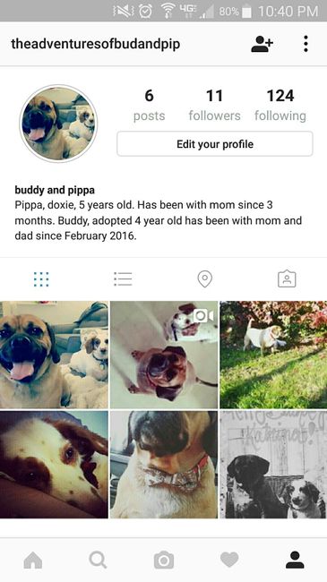 Nwr: instagram for your pet?