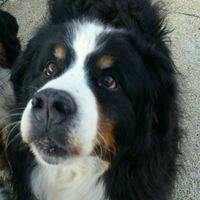 Nwr: my pup