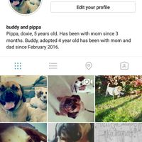 Nwr: instagram for your pet?