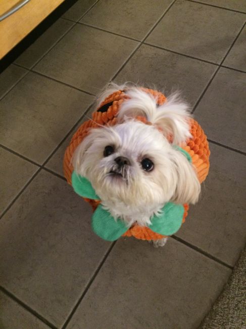 Show me your pet! - 1