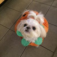 Show me your pet! - 1