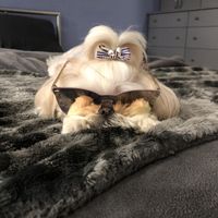 Sick dog. Post pretty things? - 1