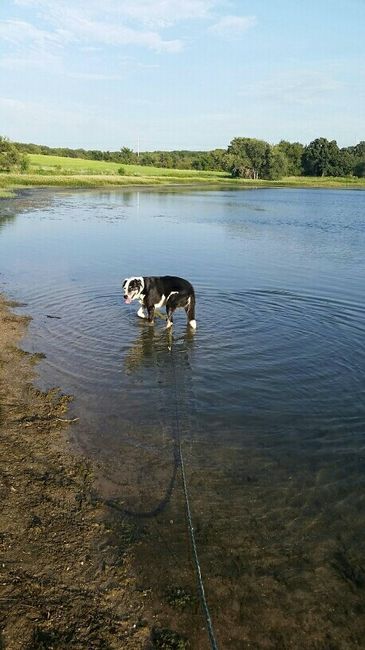 Furbabies?(non wedding post)