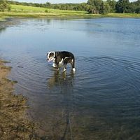 Furbabies?(non wedding post)