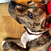 Since we are getting to know each other and everyone LOVES their fur babies!