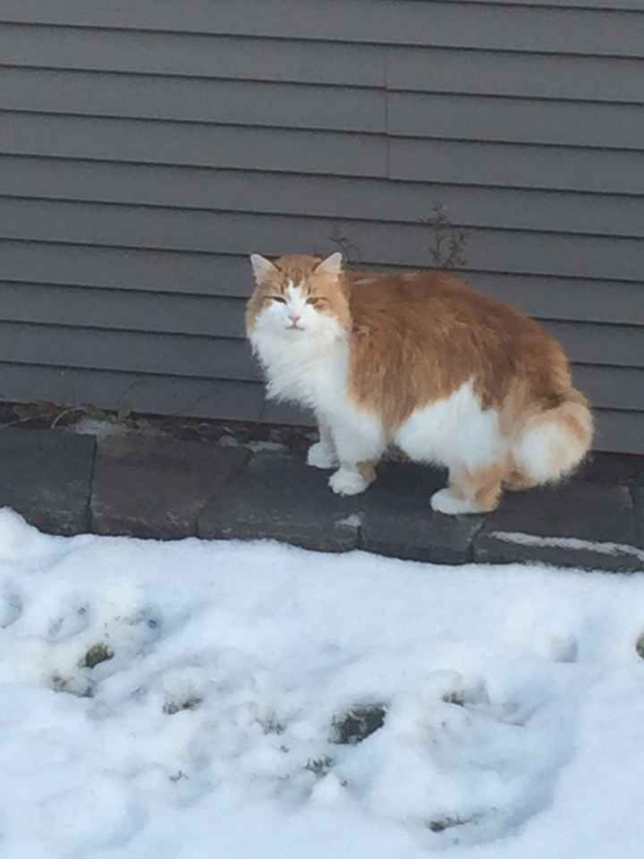 Pet names... Proper animal ones this time.,