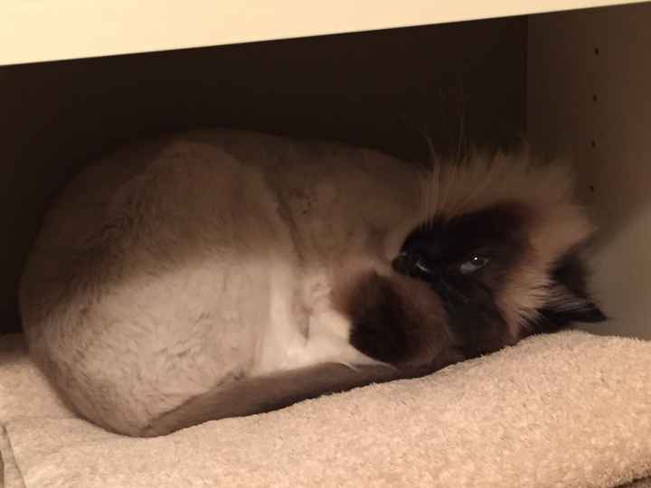 Pet names... Proper animal ones this time.,