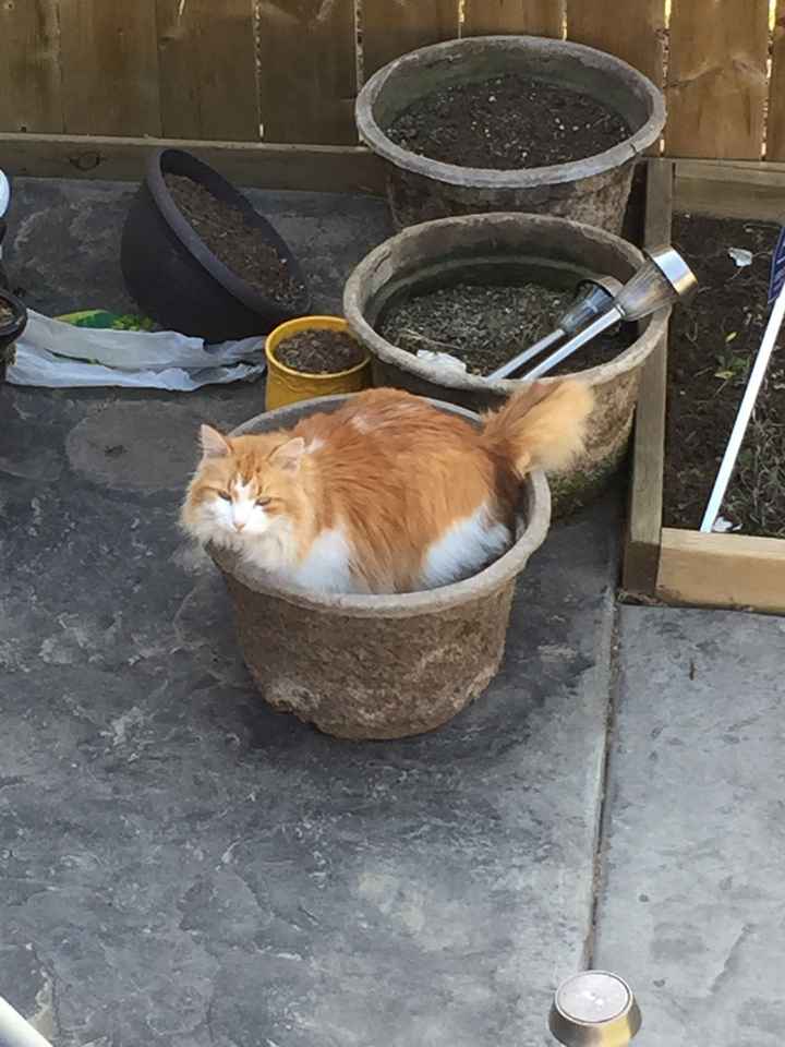 NWR: Show off your furbabies!