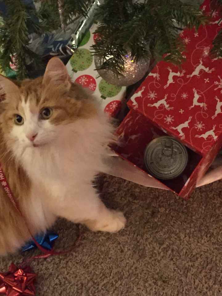 Brag Post - Pet Edition!