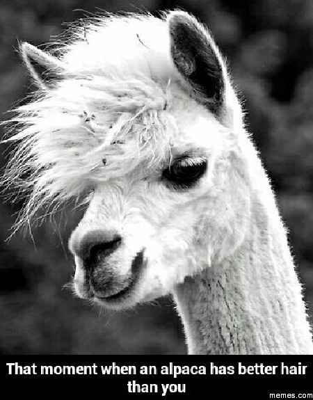 The alpaca thread is gone