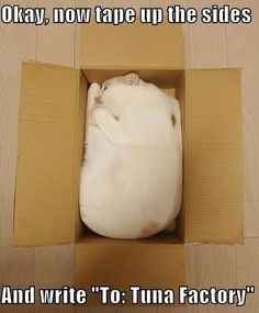 NWR my cat is enjoying my mom's online shopping this year