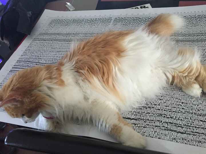 Sick and need cheering up--show me your Fur babies!